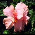 Audrey Double Pink